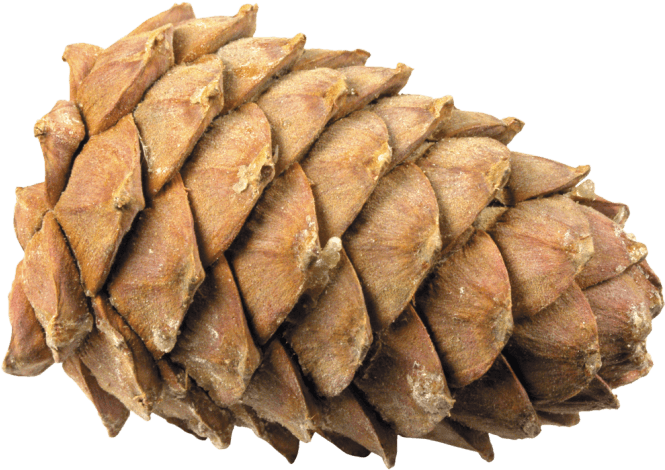 Download - Шишки Png (670x478), Png Download