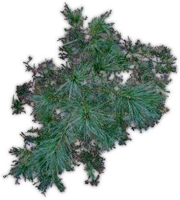 38 248k Pine Jhd C 06 Feb 2009 - Red Pine (365x405), Png Download