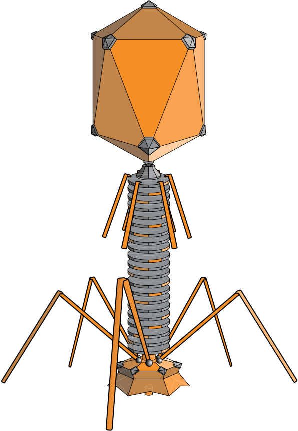 Bacteriophages Are 20 Sided, But With Legs - Virus Bacteriophage (750x915), Png Download