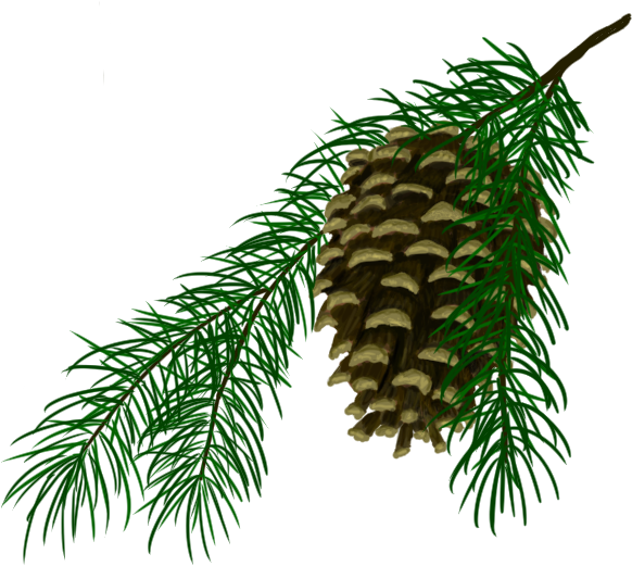 Pine Cone - Pond Pine (1280x637), Png Download