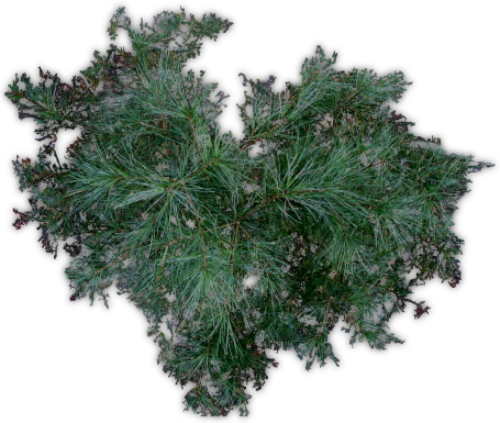 Pine Jhd F - Evergreen (455x385), Png Download