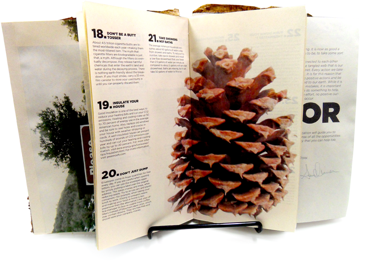 Pinecone (761x550), Png Download