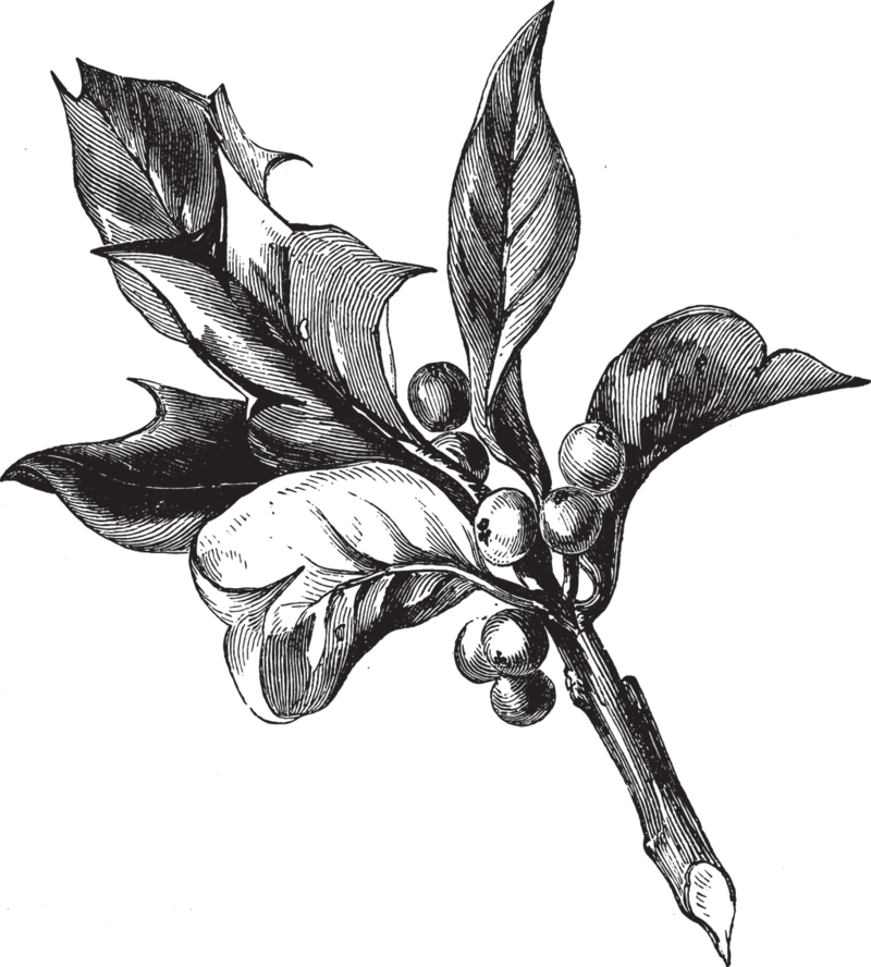 Holly-berries - Illustration (800x888), Png Download
