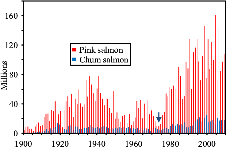 Commercial Harvest Of Alaska Pink And Chum Salmon, - Number (738x509), Png Download