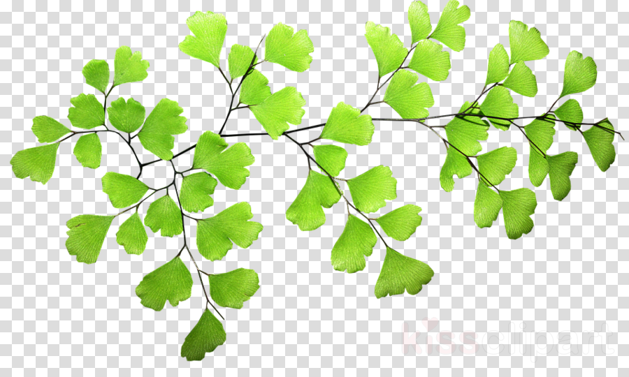Fern Leaf Clipart Fern Leaf Clip Art - Vector Png Ferns (900x540), Png Download