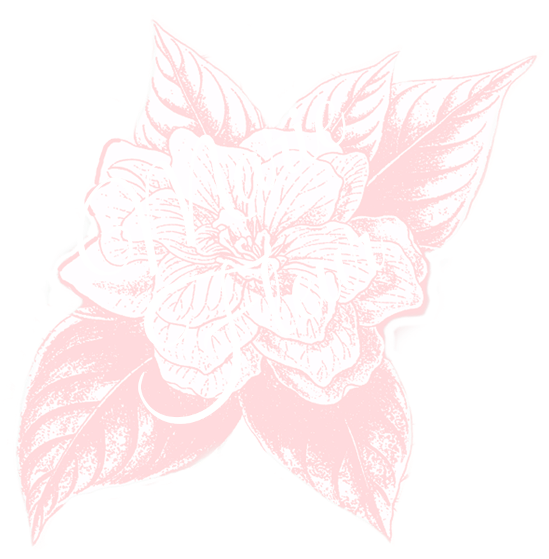 Flannel Flower (800x800), Png Download