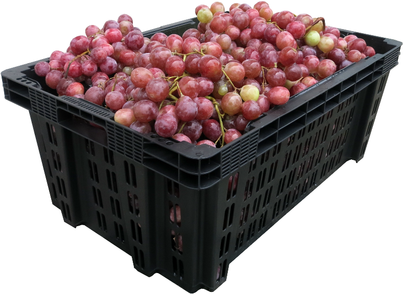 Dentro Del Catálogo De Productos Plásticos Para Transporte - Cajas Para Transportar Uvas (800x596), Png Download
