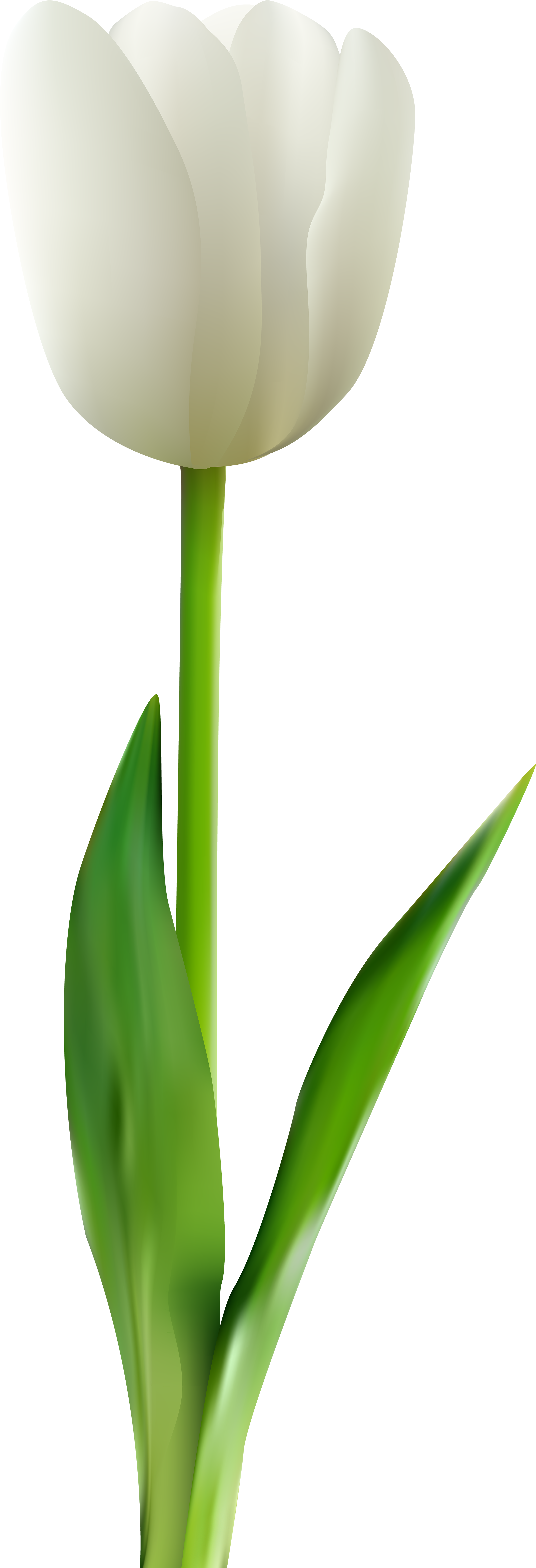 White Tulip Flower Png (2821x8000), Png Download