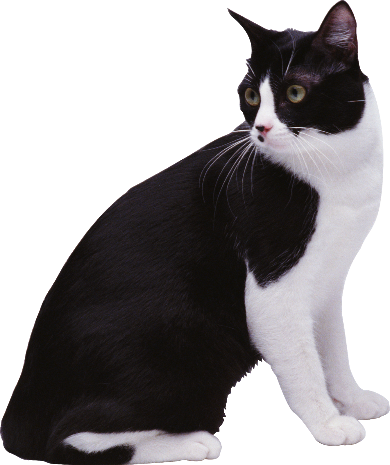 Black & White Cat Png Image - Кот Черно Белый Png (1342x1600), Png Download