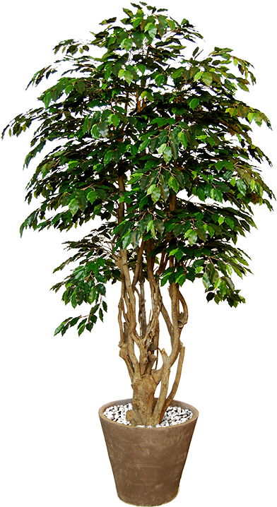 Previous - Piante In Vaso Png (500x745), Png Download