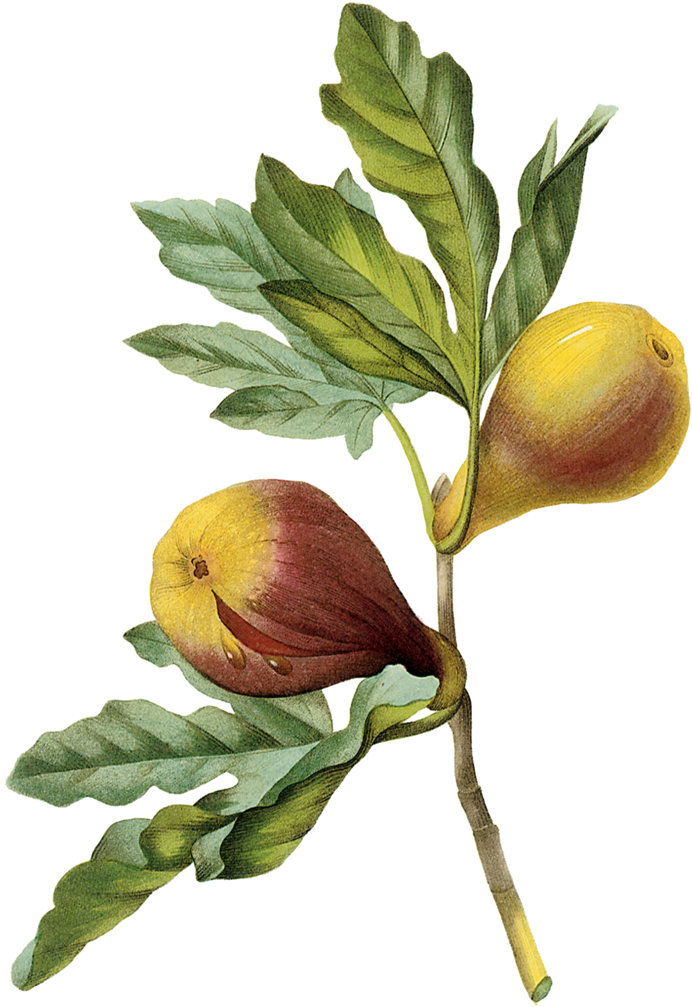 Figplate41-2 (1000x1250), Png Download