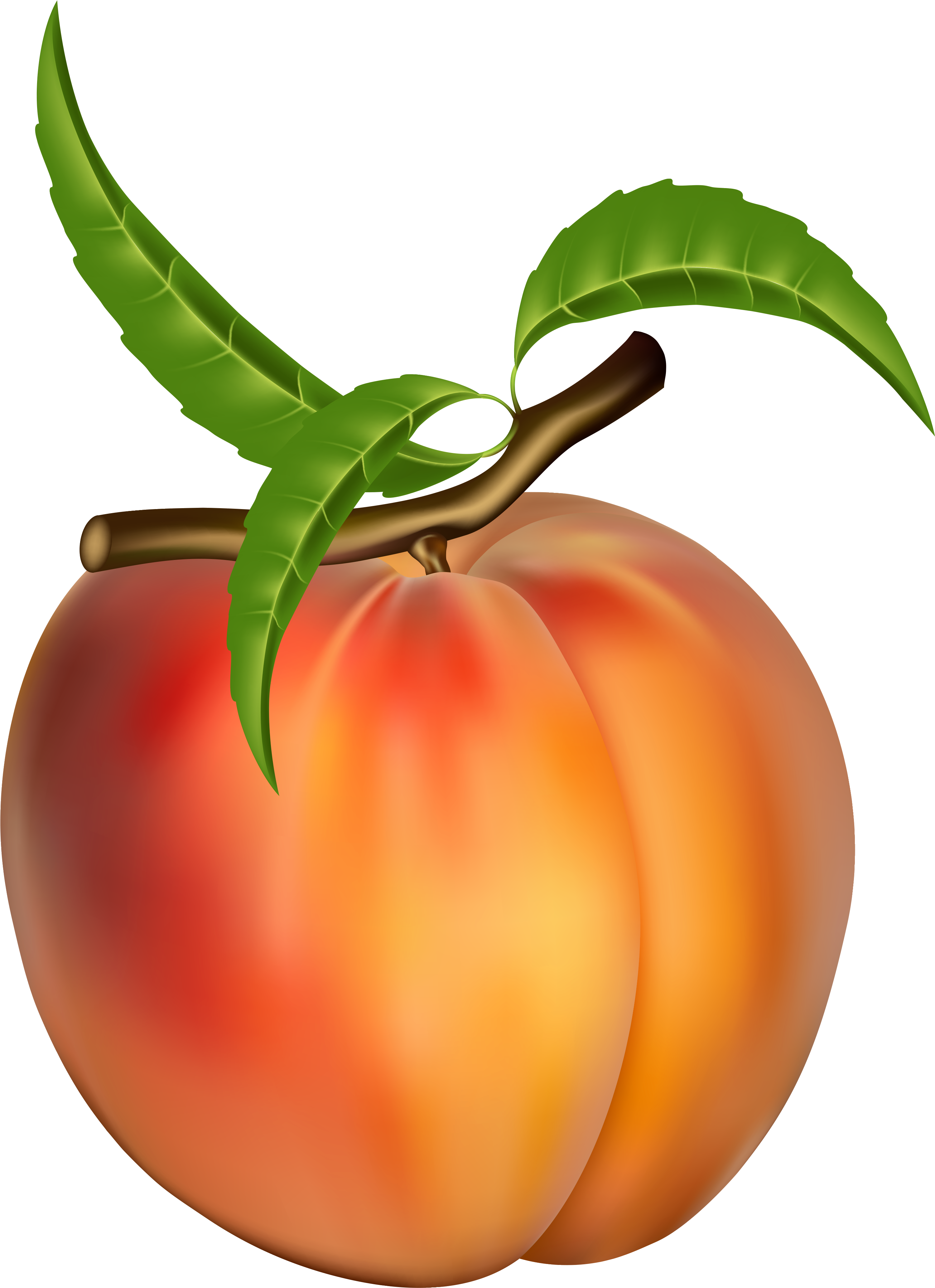 Fig Clipart Peach Tree - Peach Fruit Clip Art (3222x4344), Png Download