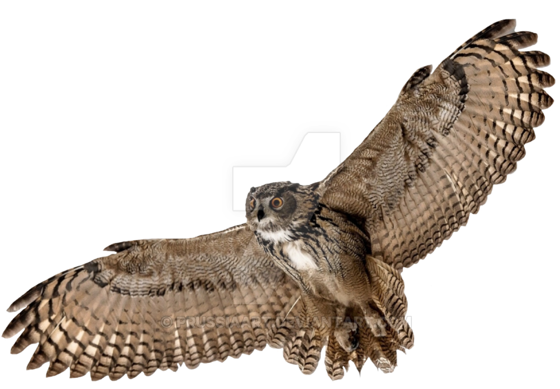 Barn Owl Png Picture - Flying Owl Transparent Background (900x695), Png Download