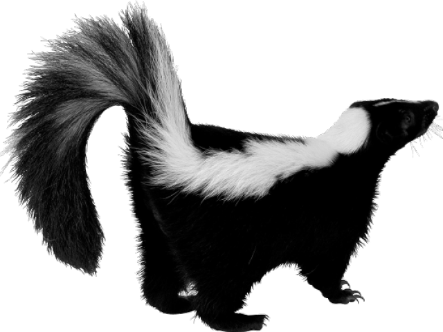 Slender Man Png Images - Skunk Png (555x402), Png Download
