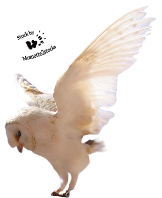 Cut-out Stock Png - Birds Stock By Png (317x388), Png Download
