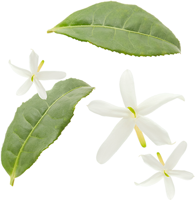Green Tea Leaves, Jasmine Flowers - Jasmine Tea Leaf Png (400x400), Png Download