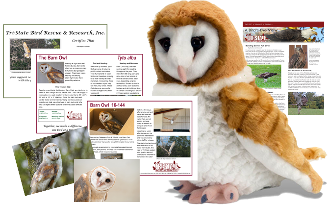 Barn Owl Package - Ck Barn Owl 12" Plush (720x432), Png Download