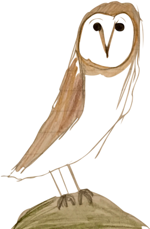 A Depiction Of My Favorite Animal, The Owl - Barn Owl (428x480), Png Download