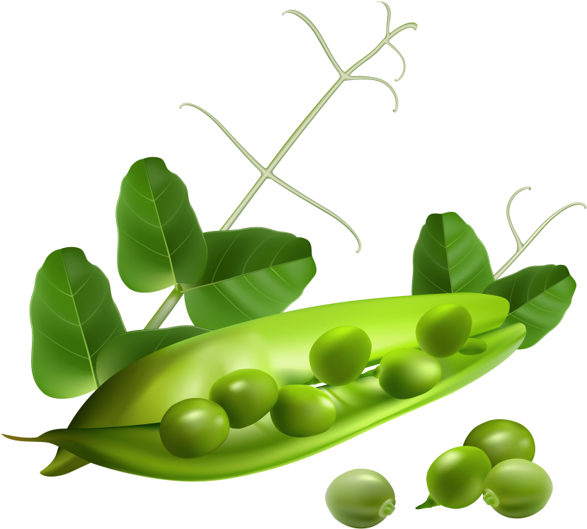 Free Png Pea Png Images Transparent - Peas Clipart Transparent Background (850x780), Png Download