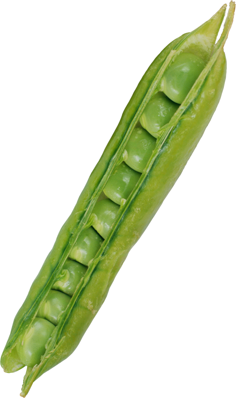 Free Png Pea Png Images Transparent - Vegetable (480x809), Png Download