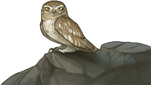 Littleowlnight - Western Screech Owl (640x385), Png Download