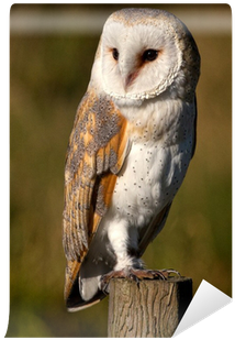 Browntrout Publishers Owls 2018 Slim Calendar (400x400), Png Download