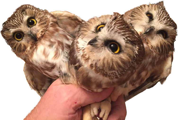 Three Baby Owls In Hand For Psbattle - Parliament Of Owls (960x720), Png Download