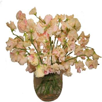 Sweet Pea (360x360), Png Download