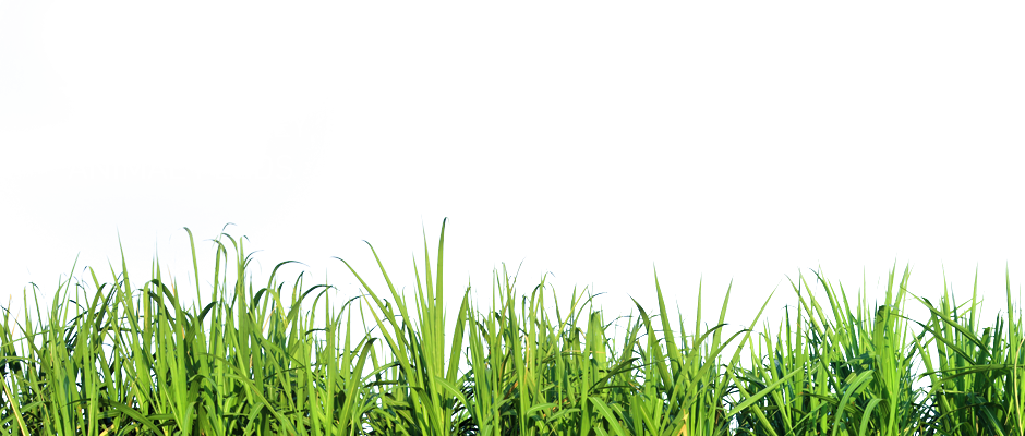 Tall Grass Nature - Transparent Background Grass Png (940x400), Png Download