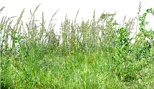 Free Icons Png - Tall Grass Grass Png (529x350), Png Download