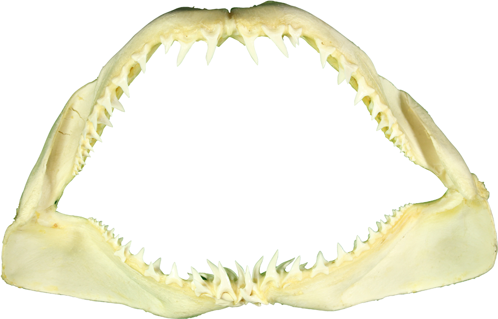 Mako Shark Jaw 10" (1100x733), Png Download