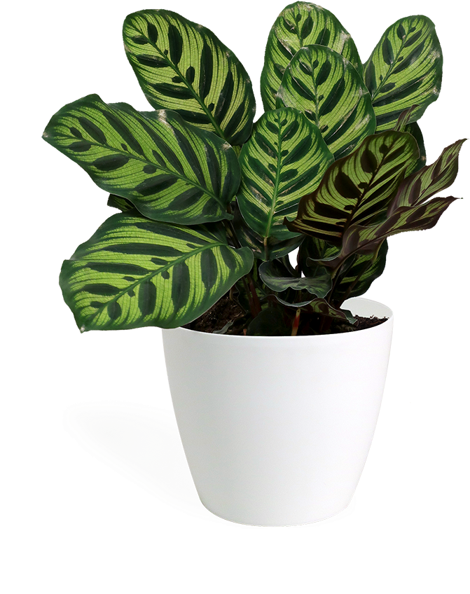 Calathea Makoyana Small - Peacock Plant (700x853), Png Download