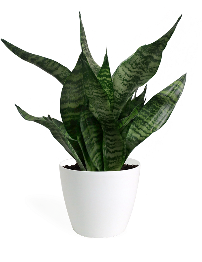 Sansevieria Hahnii Small - Sansevieria (700x917), Png Download