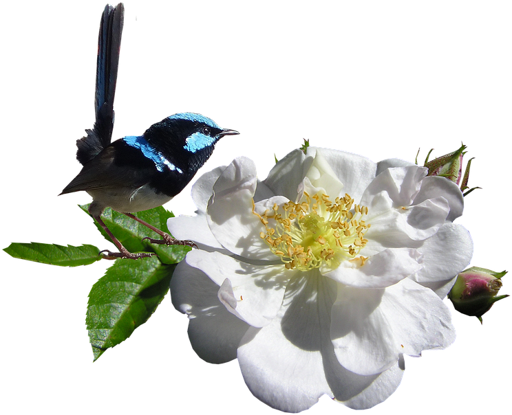 White Rose Png 23, Buy Clip Art - Bird (960x611), Png Download