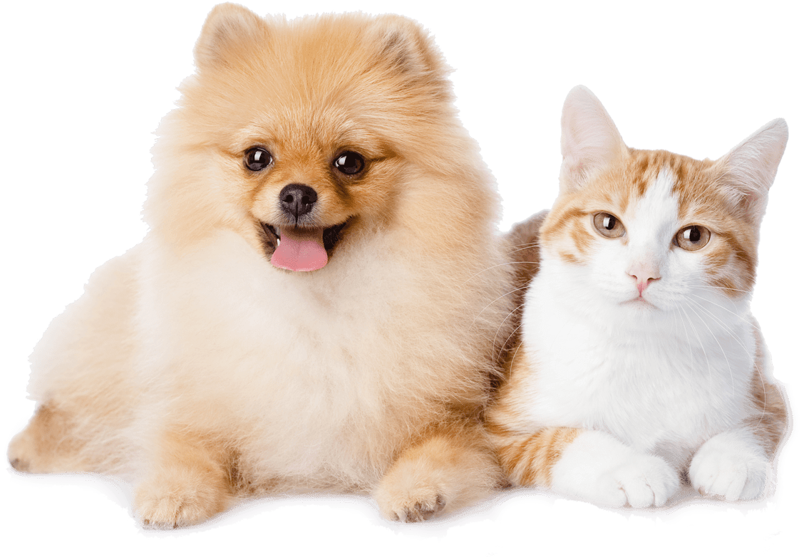 Dog And Cat Resting - Pomeranian And A Cat (1200x817), Png Download