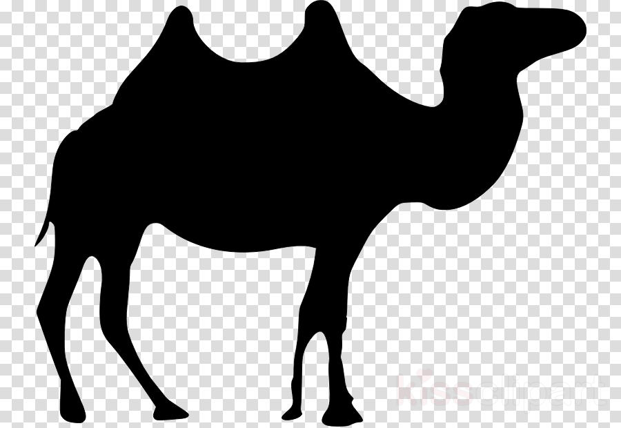 Black Camel Png Clipart Dromedary Clip Art - Clip Art (900x620), Png Download