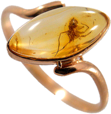 These Pair Of Entomologists Showed Their Love By Wearing - Amber Ring Bug (615x500), Png Download