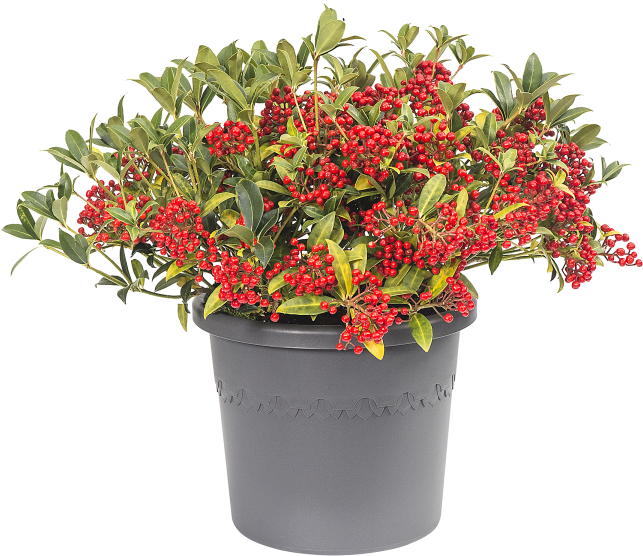 Home > Collection > Algarve Cilindro - Flowerpot (750x750), Png Download