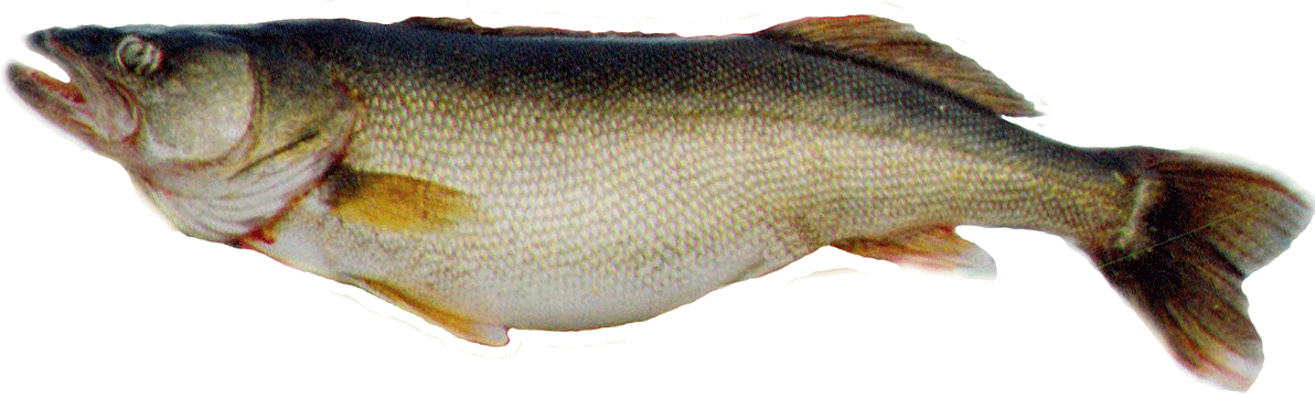 Walleye Walleye Pike, Yellow Walleye, Pickerel, Yellow - Yellow Pickerel (1192x361), Png Download