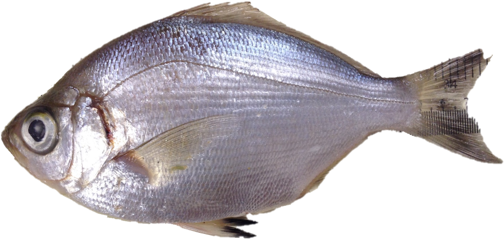 Walleye Surfperch - Pomacentridae (1125x843), Png Download