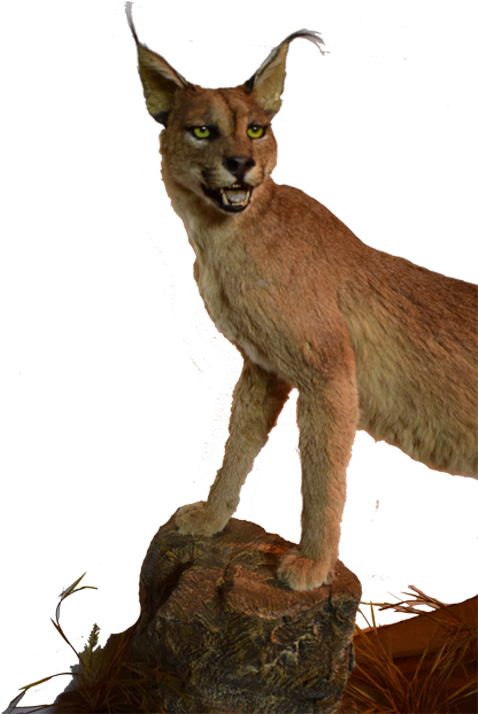 Caracal Full Mount Cr1 - Mount (1280x960), Png Download