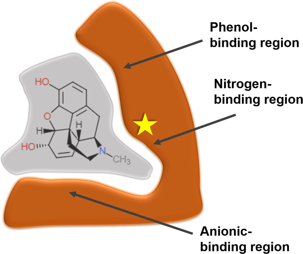 Schematic Of The M-receptor Binding Morphine - Receptor (1000x844), Png Download