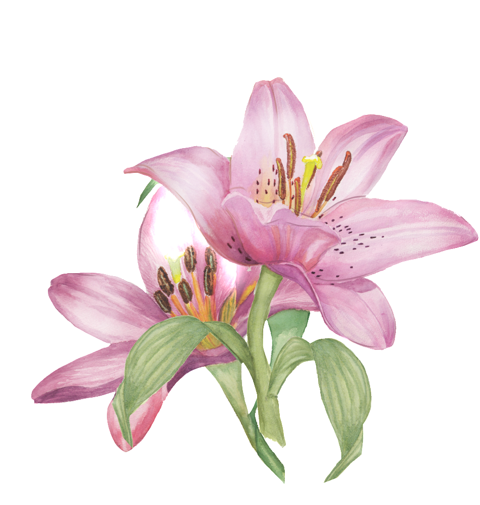 Hand Painted Realistic Flower Watercolor Flowers Transparent - Watercolor Painting (1024x1166), Png Download