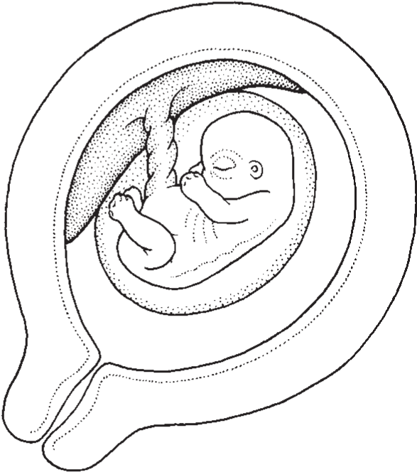 At Five Weeks, Your Baby's Brain And Spinal Cord And - Line Art (657x747), Png Download
