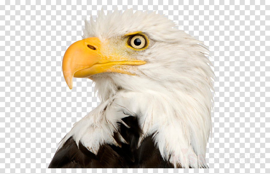 Download Eagle Head Png Clipart Bald Eagle Clip Art - Anime Shimoneta (900x580), Png Download