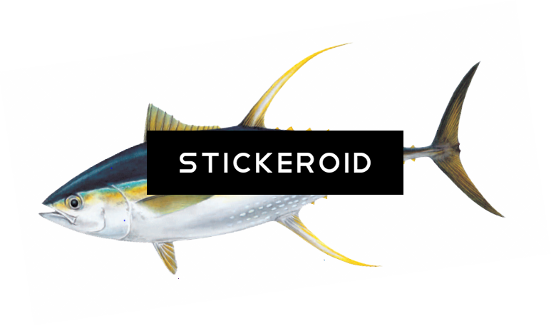 Ahi Tuna Pic Animals Fish - Atlantic Blue Marlin (773x457), Png Download