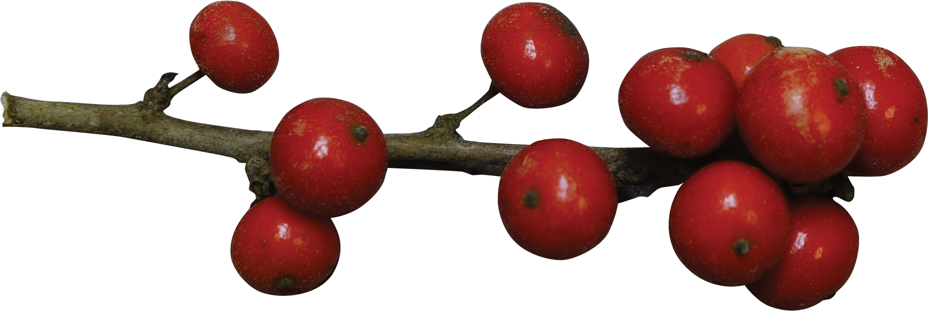 Fruit - Holly Berries Red Png (1870x673), Png Download