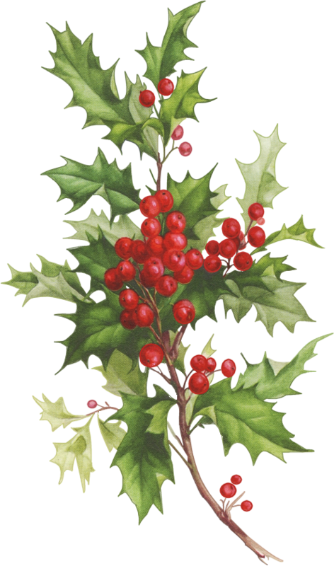 Christmas Clipart - Branche De Houx Tradition (472x800), Png Download