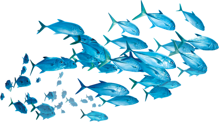 Fishes Png - Picsart Fish Png (768x430), Png Download