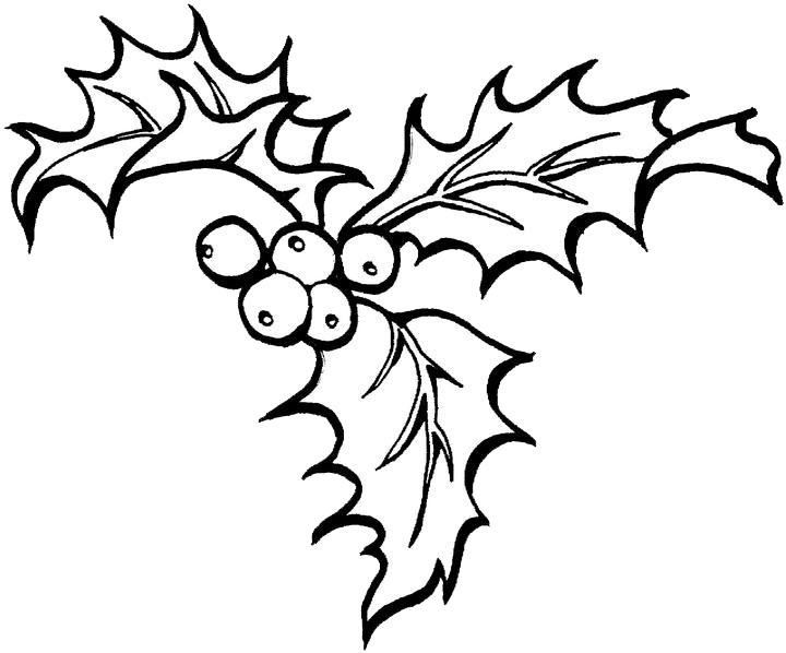 Picture Freeuse Stock Outline Free On Dumielauxepices - Holly Coloring Pages (720x598), Png Download
